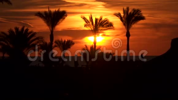 黎明时海滩上棕榈树的剪影视频的预览图