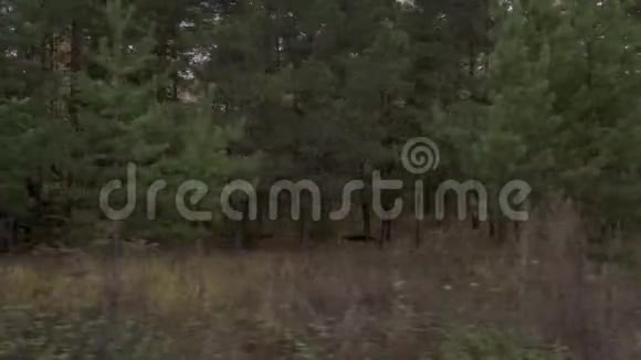 秋天的森林景观从一辆移动的汽车的窗户拍摄在一个阴天视频的预览图