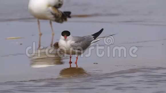 鸟一般的燕鸥在沙洲和浅水中行走视频的预览图