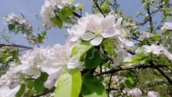 樱花树樱花在春天自然与春天背景视频的预览图