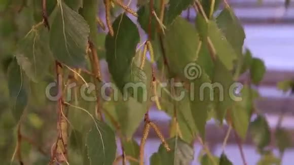 有叶子和芽的桦树枝视频的预览图