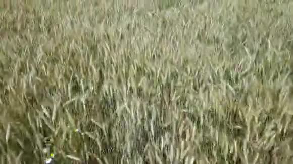 日出麦田顶景无人机射击阳光明媚的早晨麦穗随风摇曳收获和作物视频的预览图