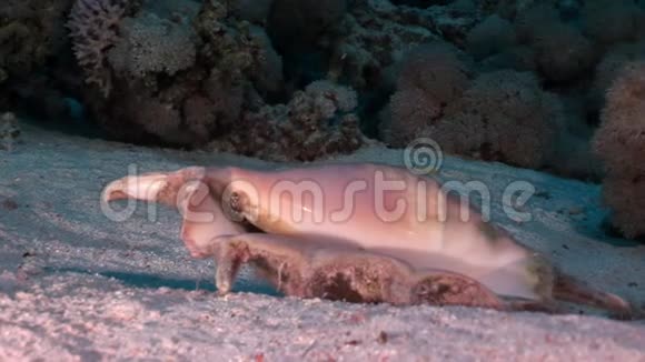 贝壳兰比斯在沙底水下红海视频的预览图