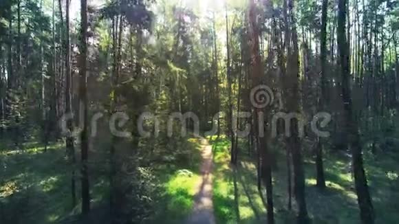 混合森林的空中射击照相机正沿着松树和白桦林的小路向前飞视频的预览图