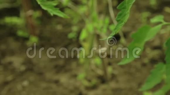 树枝上的绿色西红柿视频的预览图
