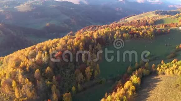 空中4k无人机秋季景观视频山区和森林视频的预览图