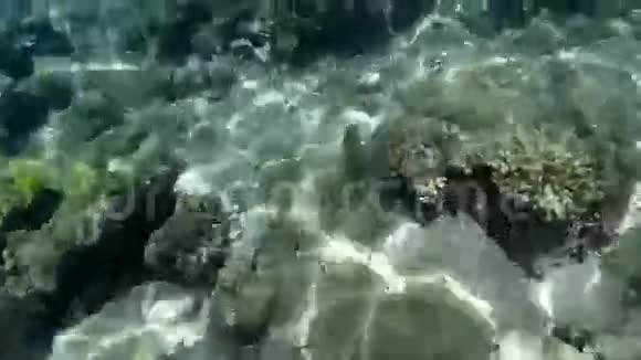红海的水下世界埃及视频的预览图