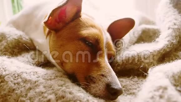 杰克罗塞尔猎犬躺在毯子上视频的预览图