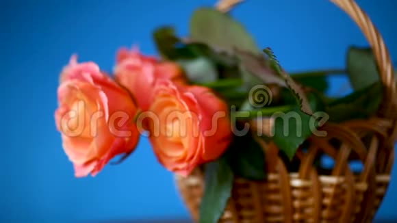 一束美丽的粉红色玫瑰隔离在蓝色上视频的预览图