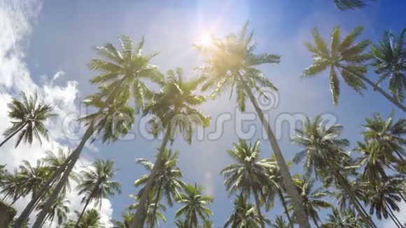 在蓝色太阳的背景下棕榈树的底部景色是移动的白云视频的预览图