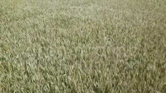 日出麦田顶景无人机射击阳光明媚的早晨麦穗随风摇曳收获和作物视频的预览图