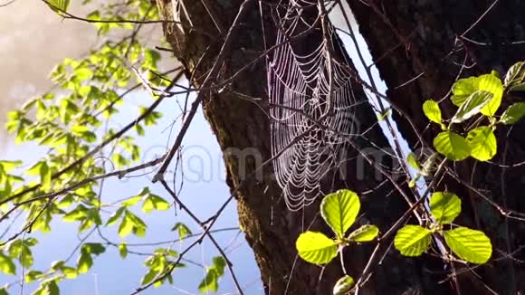 带露水的蜘蛛网和河流视频的预览图