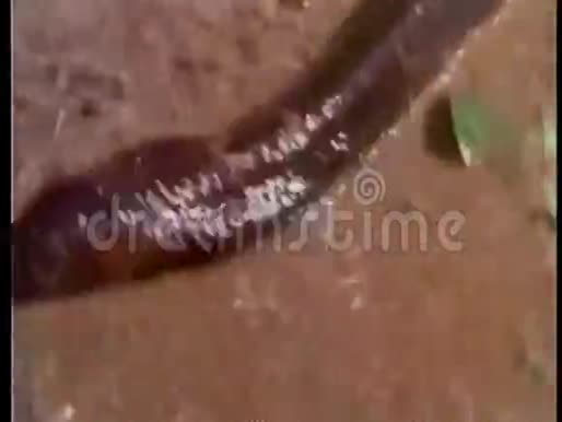 蛇在雨中爬在地上视频的预览图