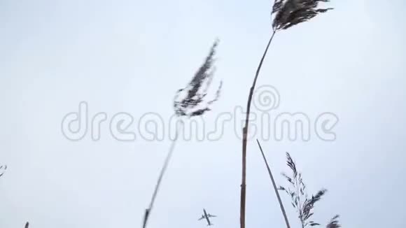 飞机飞过干枯的草地视频的预览图