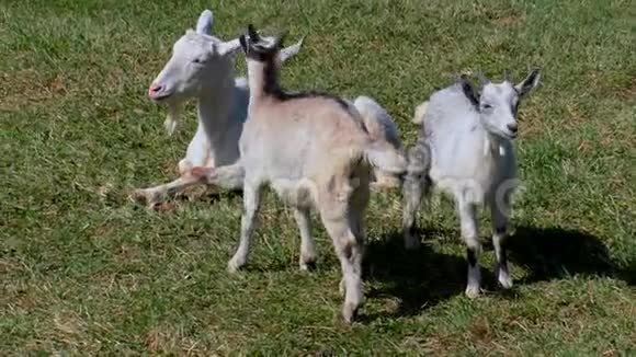 有孩子的山羊在农场的草坪上吃草视频的预览图