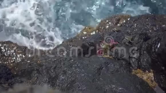 小螃蟹在岸边爬行视频的预览图