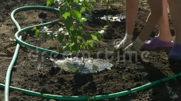 家庭在花园里种植桦树女人在植树后给树浇水视频的预览图
