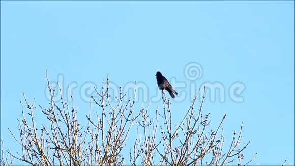 树上的乌鸦飞走了视频的预览图