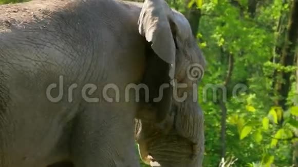 非洲大象非洲罗索东塔视频的预览图