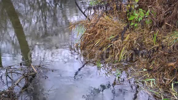 动的森林河水面视频的预览图