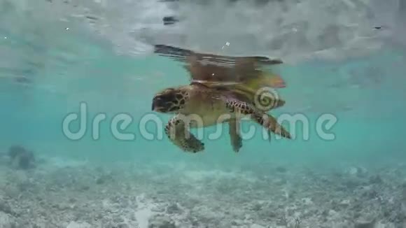 鹭海龟在水面休息视频的预览图