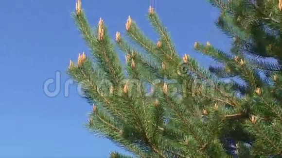 松树随风在蓝天上移动视频的预览图