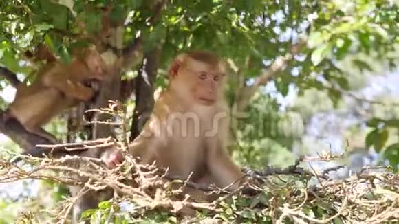 有趣的小野猴子坐在公园的一棵树上普吉镇猴山泰国普吉岛4K视频的预览图