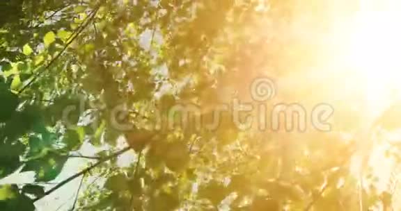 温暖的色彩自然场景树叶和太阳光与镜头耀斑视频的预览图