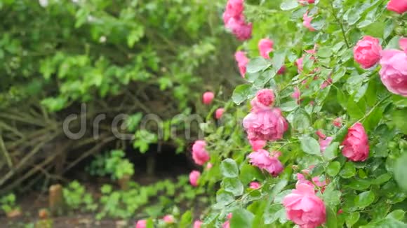 有玫瑰花的大灌木照相机的移动使它能够看到所有的花视频的预览图