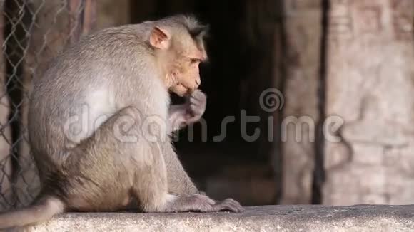 小猴子坐着吃东西而另一只则跳来跳去视频的预览图