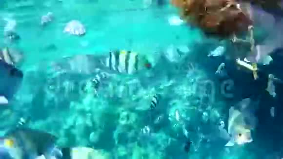 珊瑚礁附近的鱼群视频的预览图
