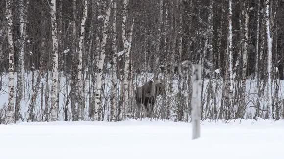 美丽的雌性驼鹿在冰冻的北极圈冬季景观中觅食视频的预览图