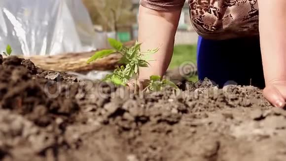 女人在她的花园里亲手种植番茄苗孩子帮忙浇水视频的预览图