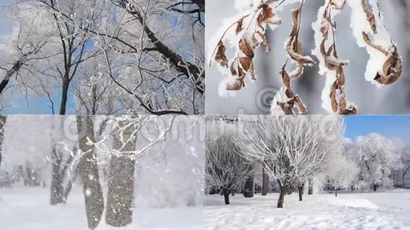 一幅美丽的拼贴画一个冬天的森林一个美丽的风景一张圣诞照片视频的预览图