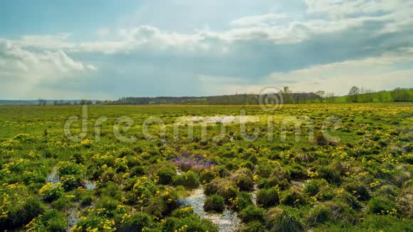 春天在沼泽里美丽的小草在水里时光流逝视频的预览图
