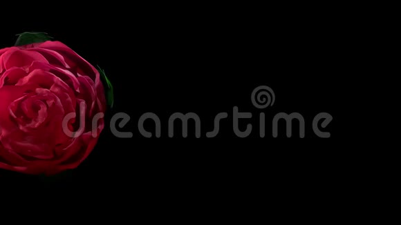 低开放情人节红玫瑰花顶半面特写占位符4k视频的预览图