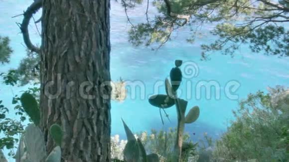 意大利波西塔诺海岸的仙人掌视频的预览图
