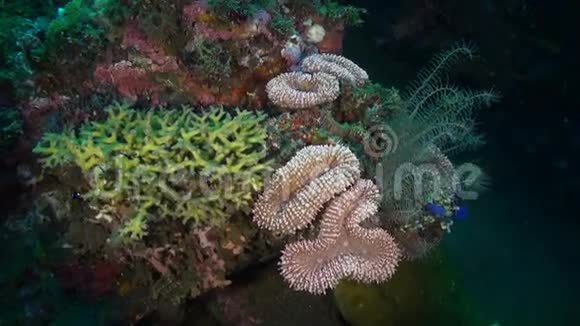 海百合在海中的珊瑚和鱼类中视频的预览图