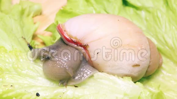 吃生菜叶的漂亮蜗牛视频的预览图