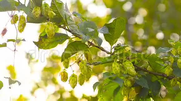 果酒花悬挂在绿色的叶子上以摇摆风视频的预览图