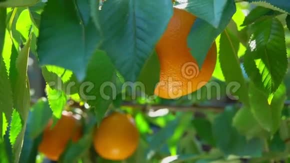 手从树枝上折断成熟的橙色视频的预览图