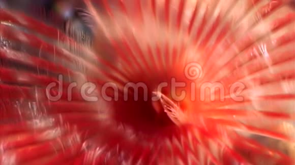 白海海底的鲜红色水波塔米拉肾形视频的预览图