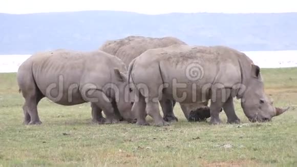 三只犀牛吃草视频的预览图