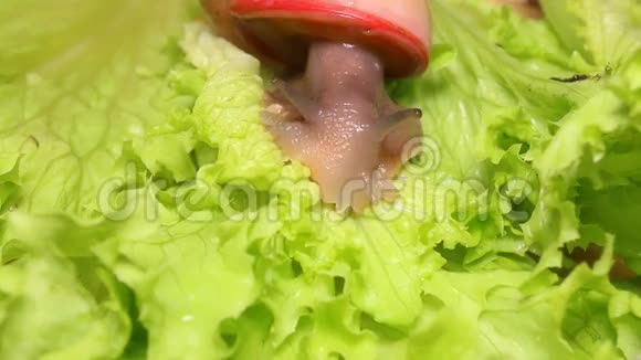 吃生菜叶的漂亮蜗牛视频的预览图