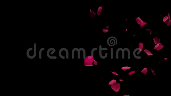 红玫瑰花瓣从侧面飞起透明玛特黑色背景过渡4k视频的预览图