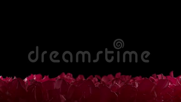 红玫瑰花瓣慢落花床接近深野阿尔法背景视频的预览图