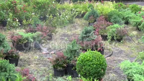 花园灌溉植物和草坪自动喷水浇水系统视频的预览图