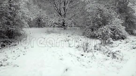森林公园里大雪天的降雪视频的预览图