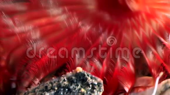 白海海底的鲜红色水波塔米拉肾形视频的预览图