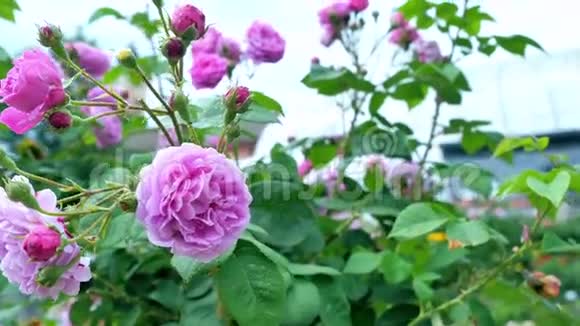 紫色玫瑰的花蕾摄像机沿着灌木丛的移动与玫瑰视频的预览图